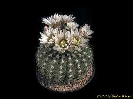 Gymnocalycium riojense 392